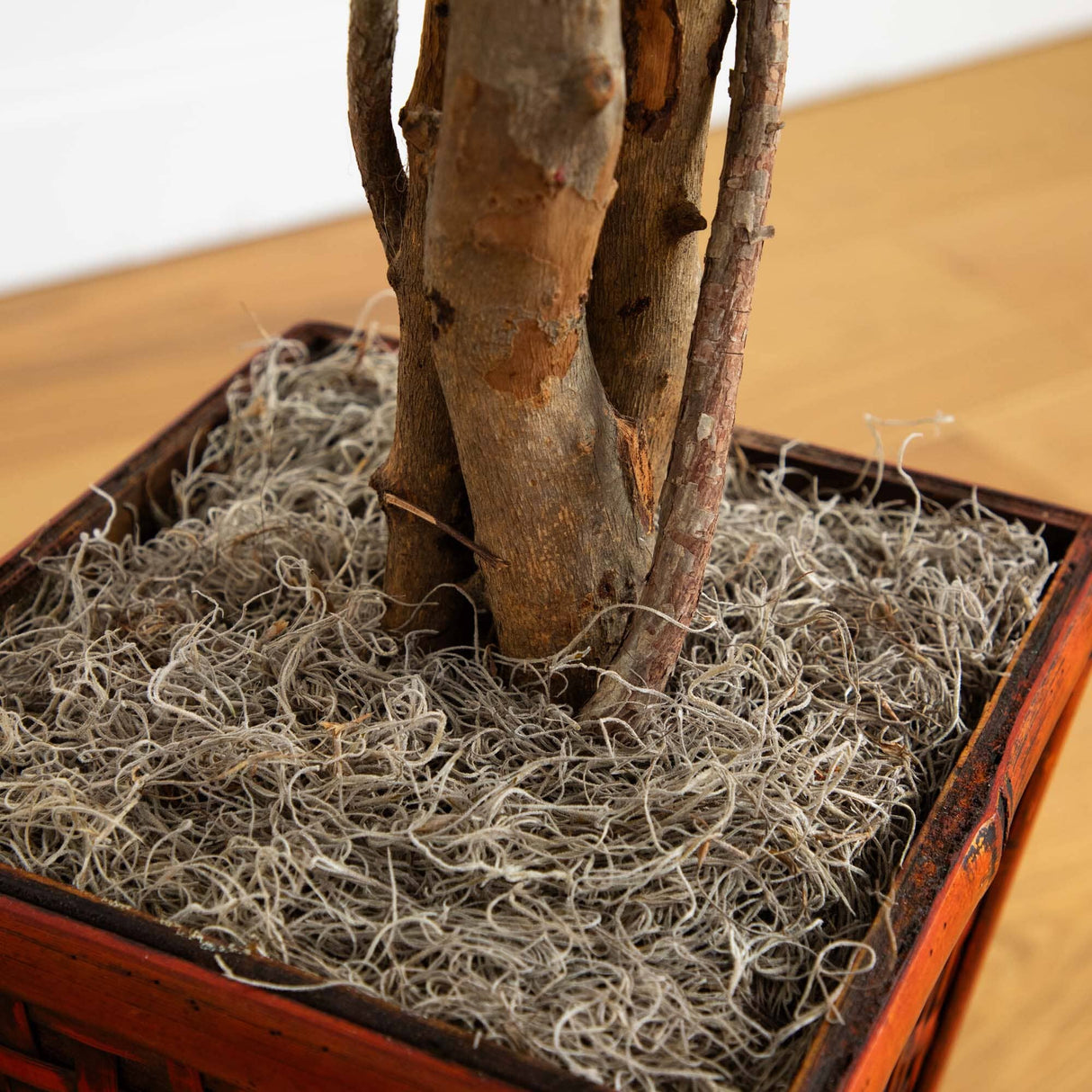 6.5’ Ficus w/Decorative Planter-Parc Decor