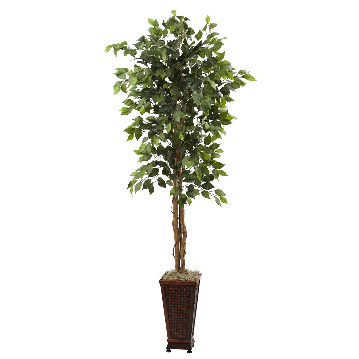 6.5’ Ficus w/Decorative Planter-Parc Decor