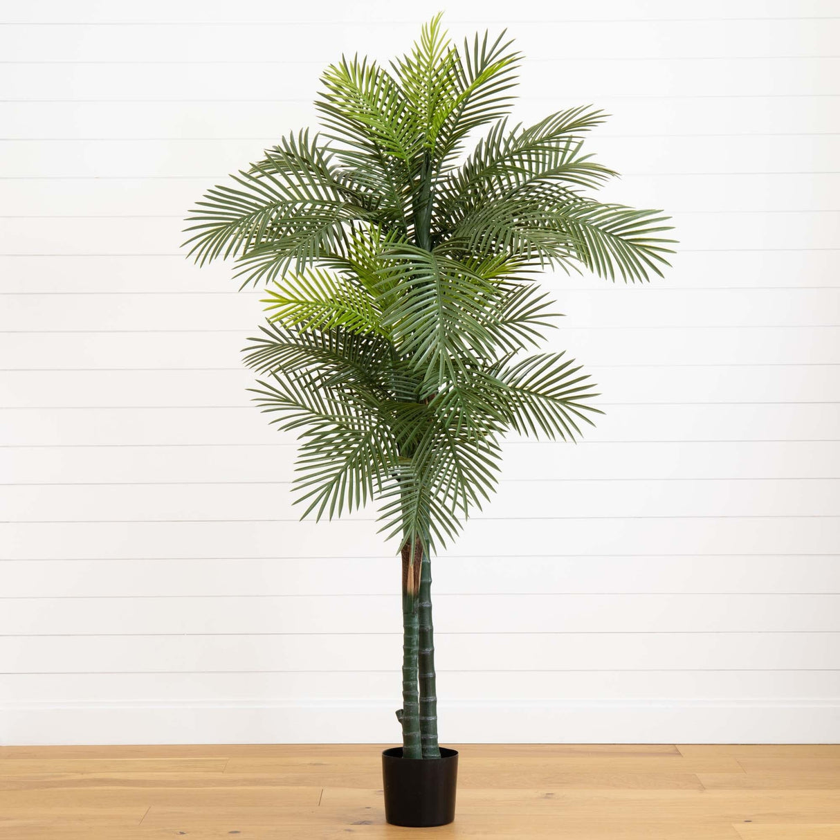 7’ Double Robellini Palm Tree UV Resistant (Indoor/Outdoor)-Parc Decor