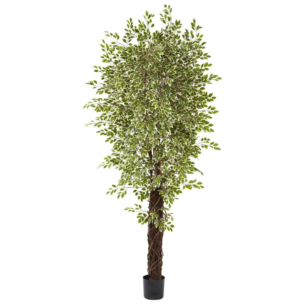 7.5’ Variegated Mini Ficus Silk Tree-Parc Decor