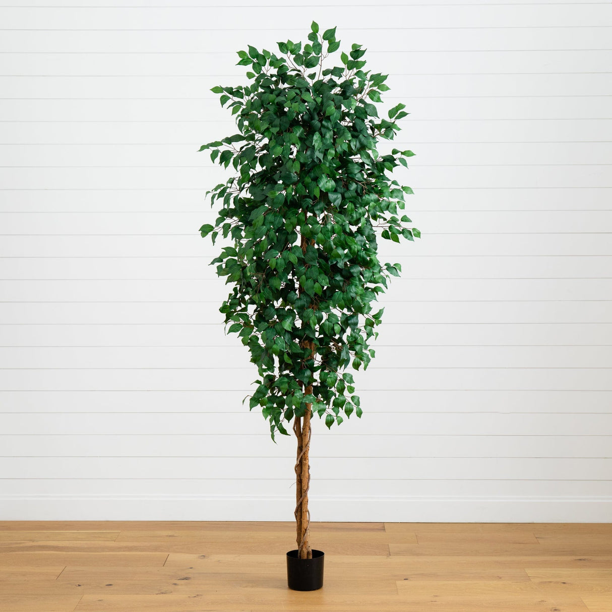 8’ Ficus Tree w/1512 Lvs-Tree-Parc Decor