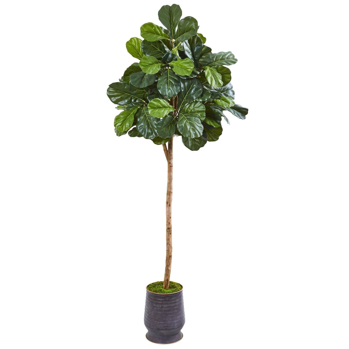 80” Fiddle Leaf Fig Artificial tree in Ribbed Metal Planter-Parc Decor