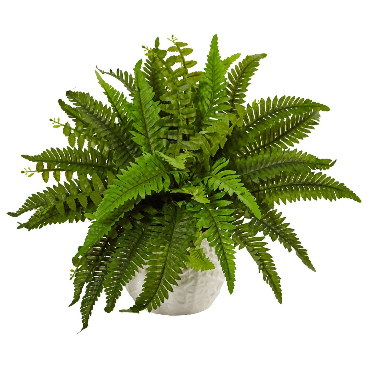 Boston Fern in White Planter-Parc Decor