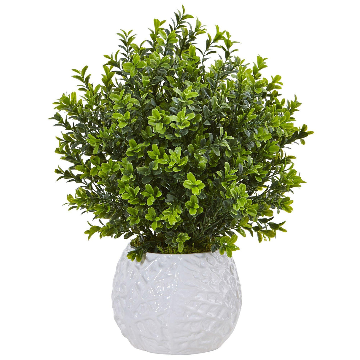 Boxwood in White Vase (Indoor/Outdoor)-Parc Decor