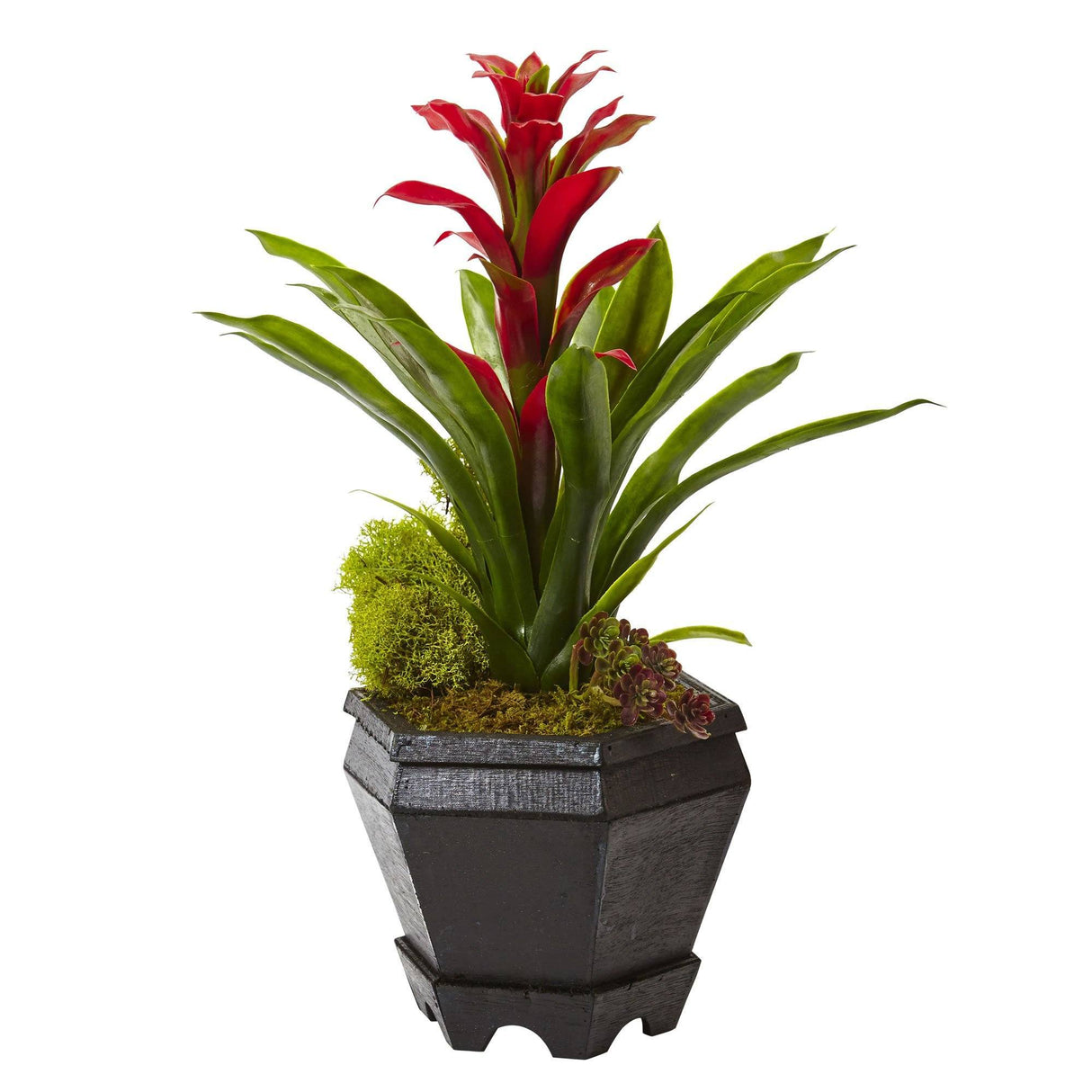 Bromeliad in Black Hexagon Planter-Parc Decor
