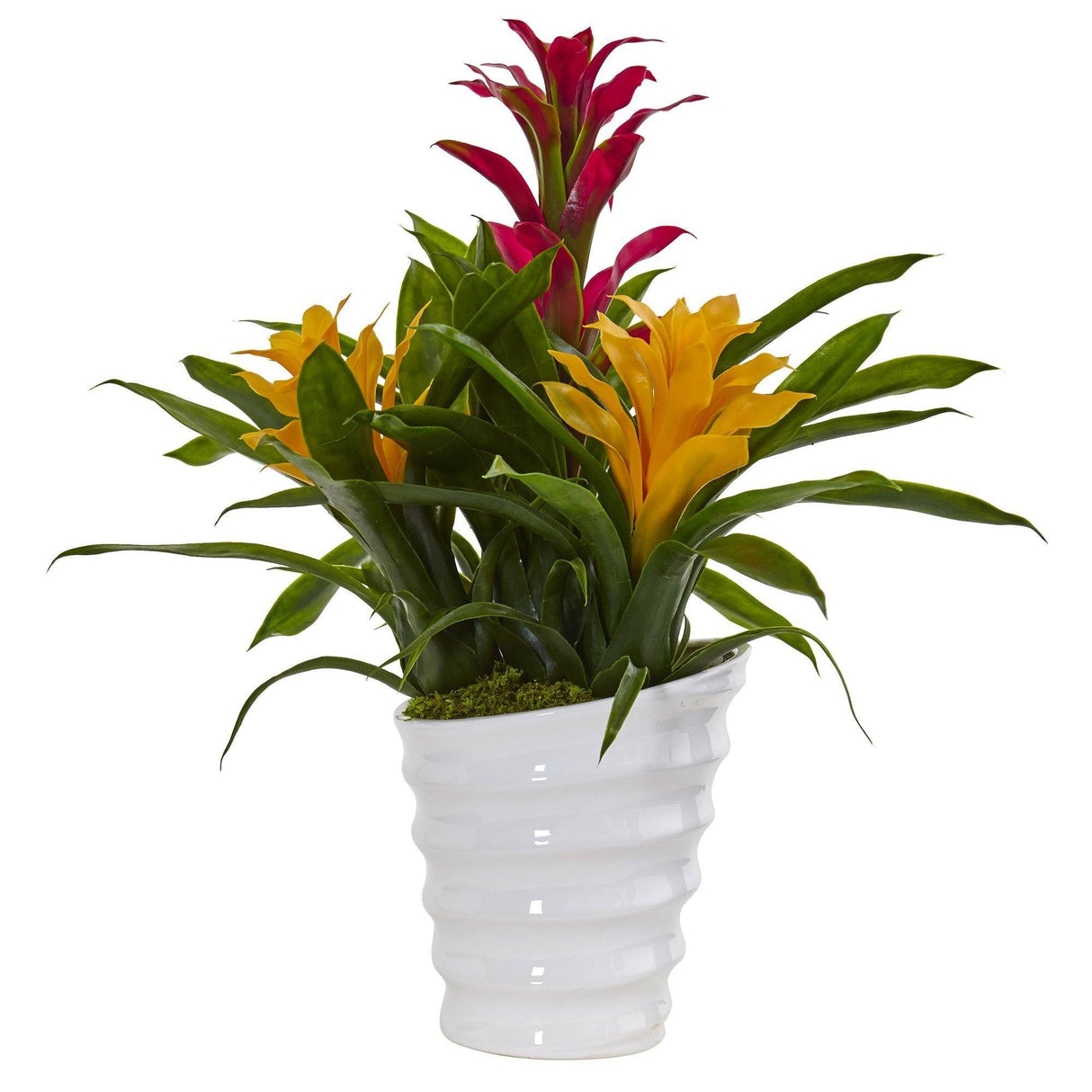 Bromeliad in White Swirl Vase-Parc Decor