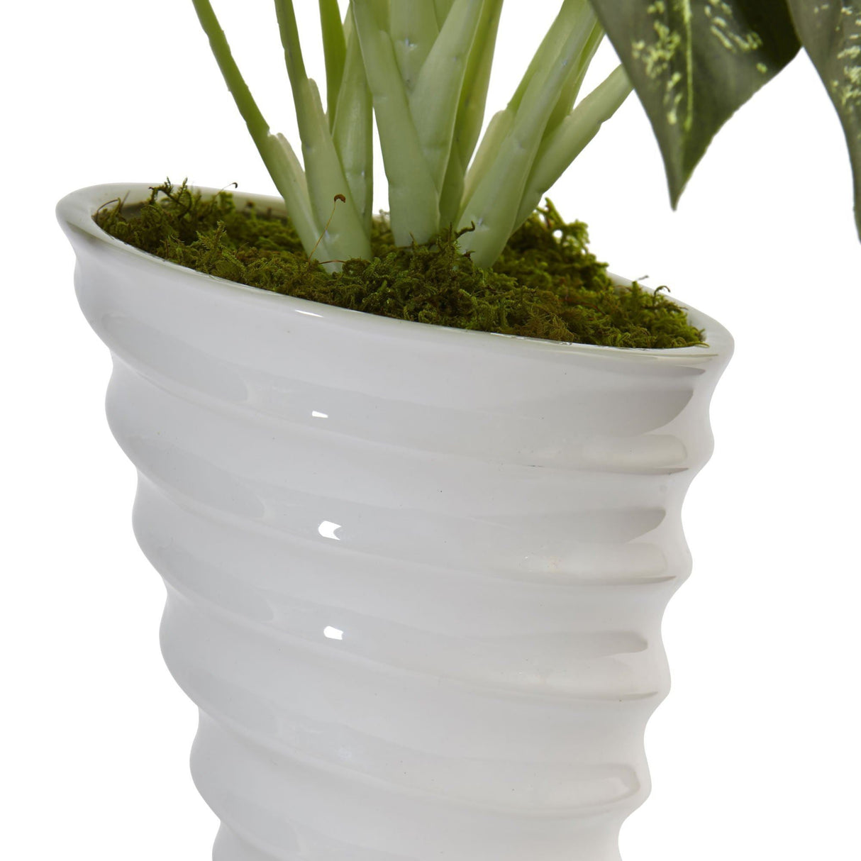 Diefenbachia in Swirl Ceramic-Parc Decor