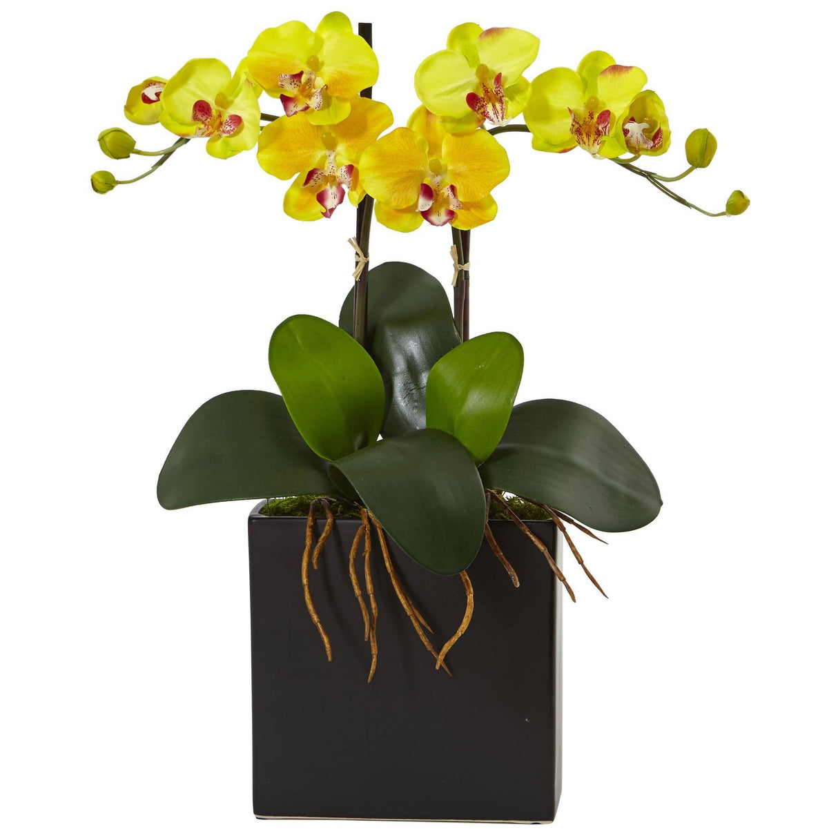 Double Mini Phalaenopsis in Black Vase-Parc Decor