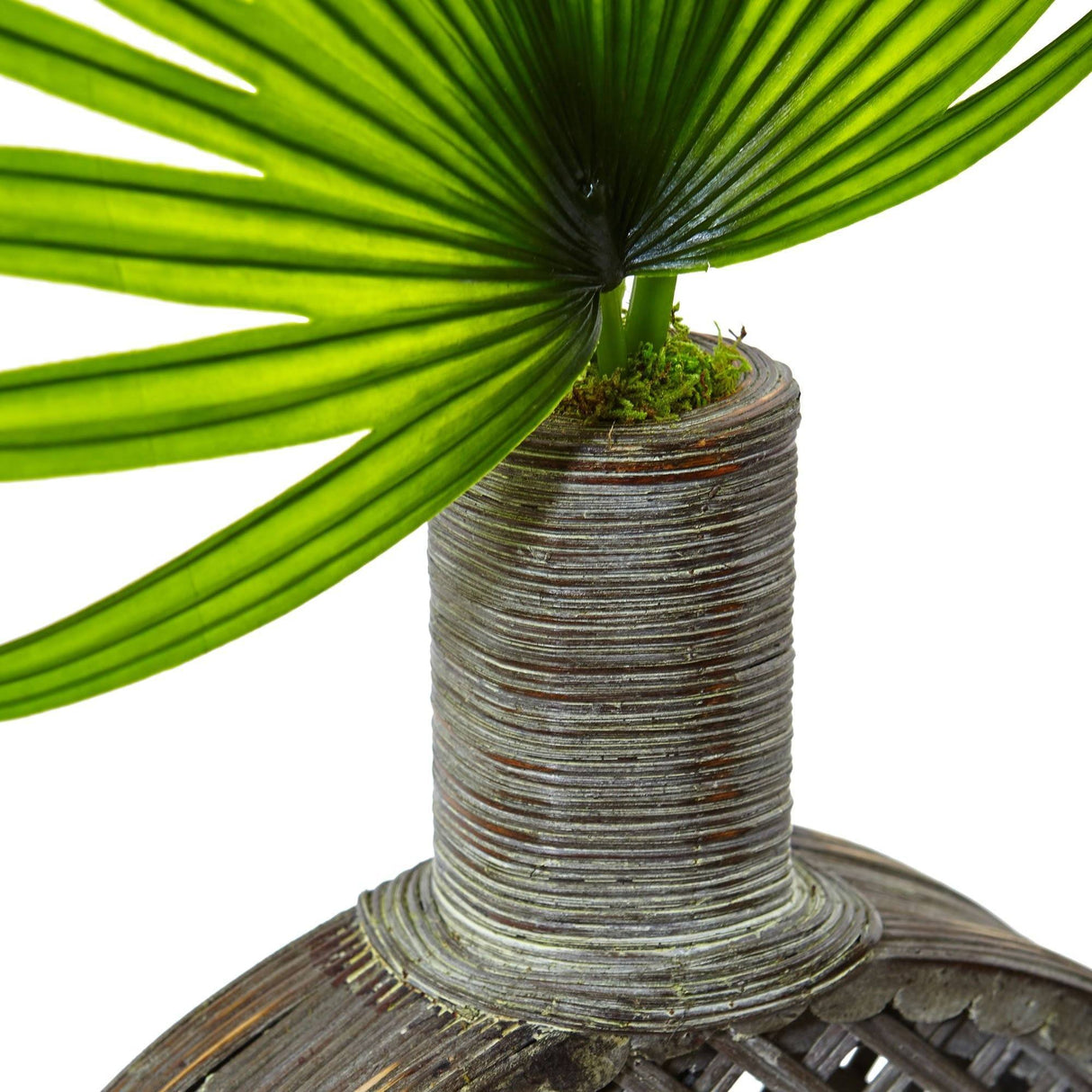 Fan Palm in Open Weave Vase-Parc Decor