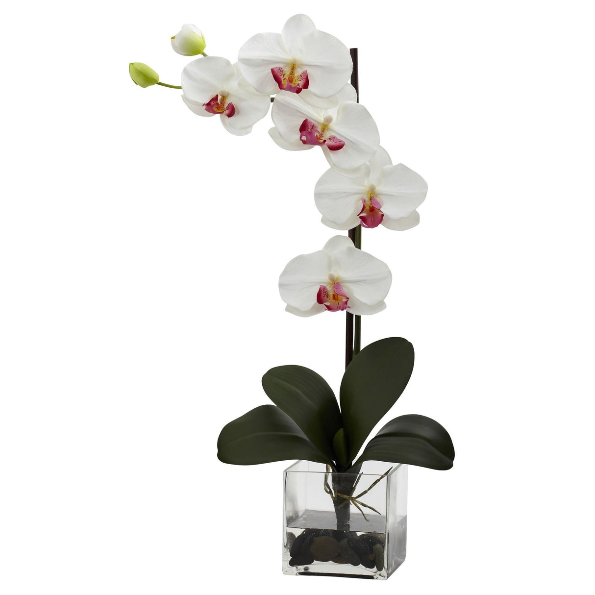 Giant Phal Orchid w/Vase Arrangement-Parc Decor