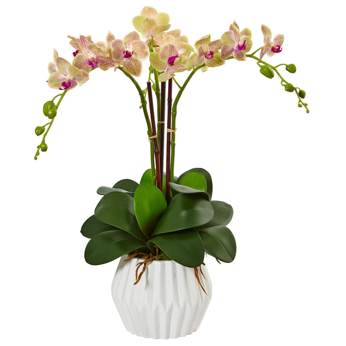 Phalaenopsis Orchid Arrangement in White Vase-Parc Decor