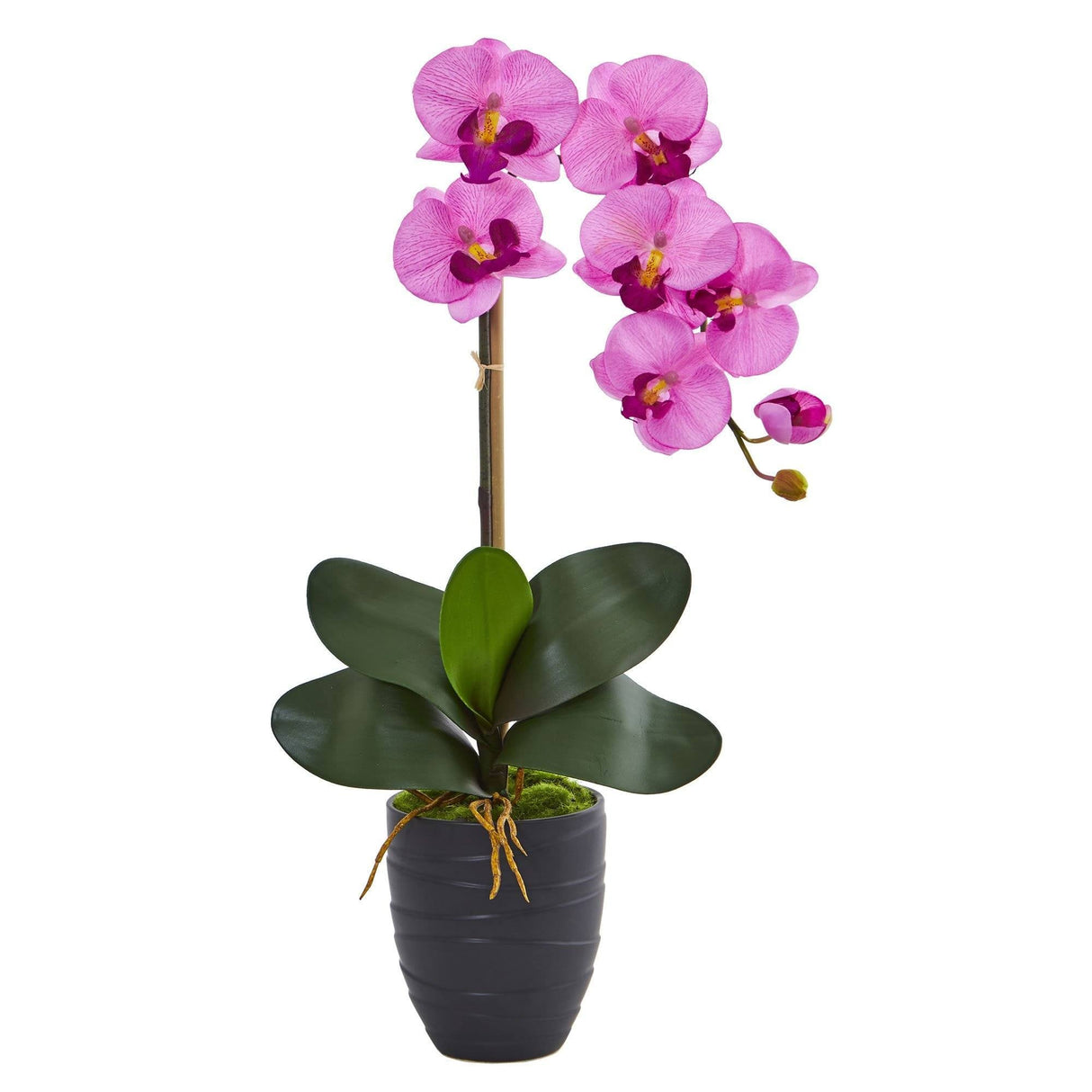 Phalaenopsis Orchid in Black Vase-Parc Decor