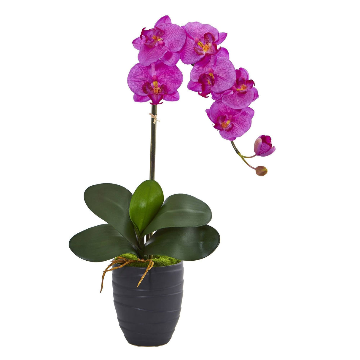 Phalaenopsis Orchid in Black Vase-Parc Decor