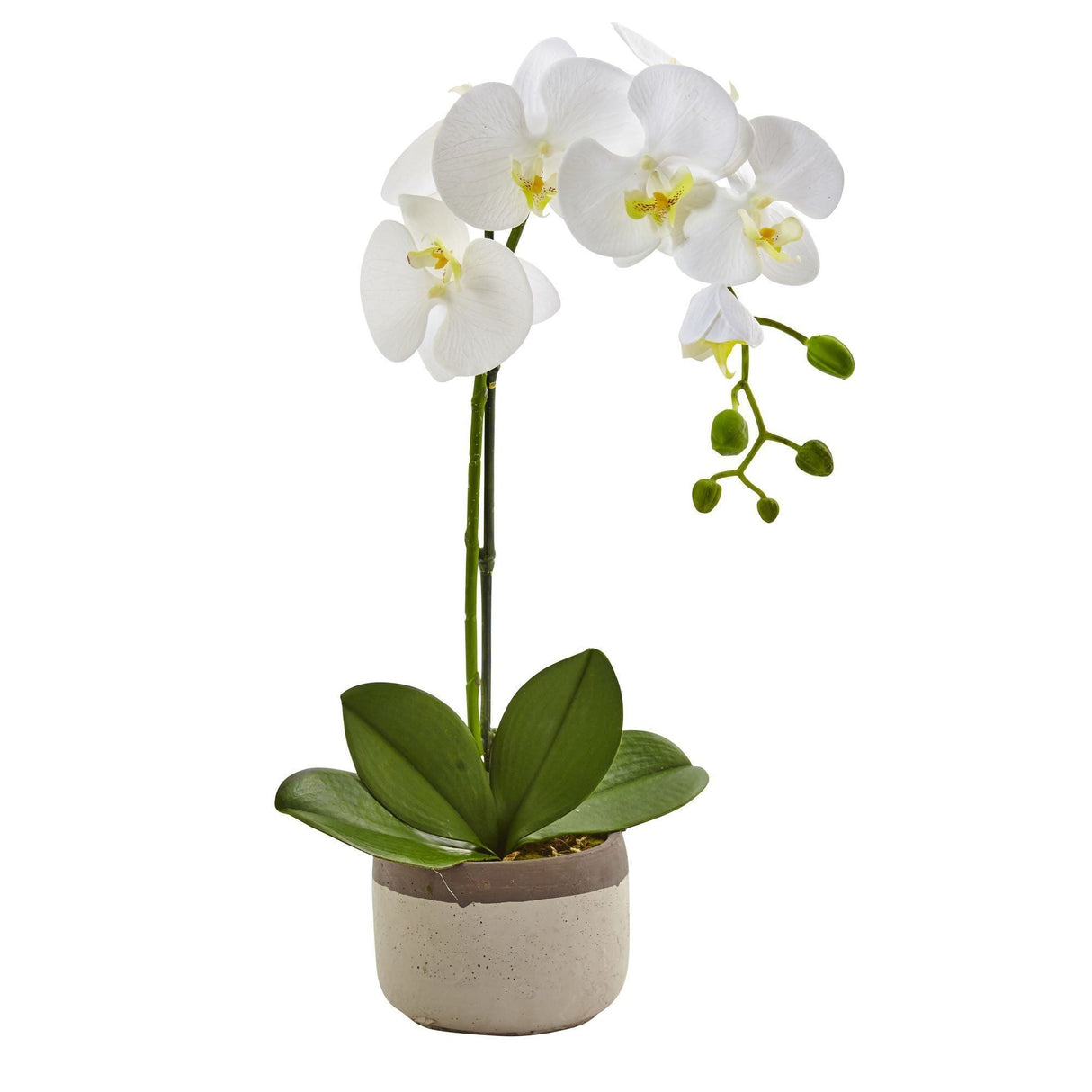 Phalaenopsis Orchid in Ceramic Pot-Parc Decor
