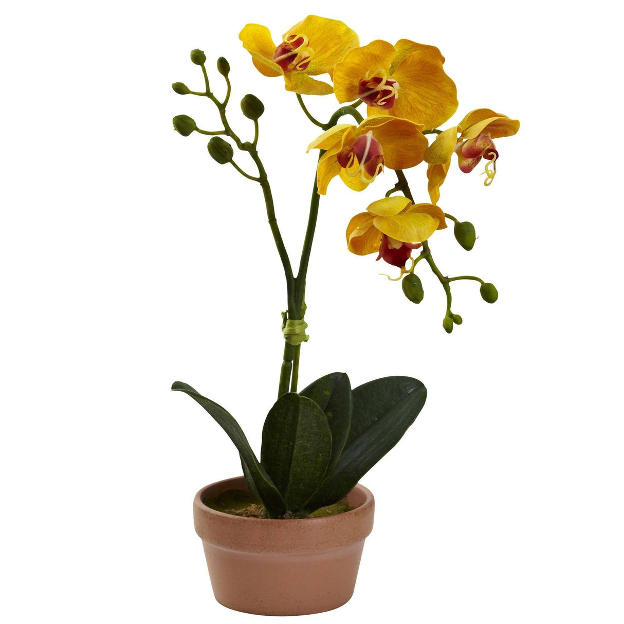 Phalaenopsis Orchid w/Clay Vase (Set of 4)-Parc Decor