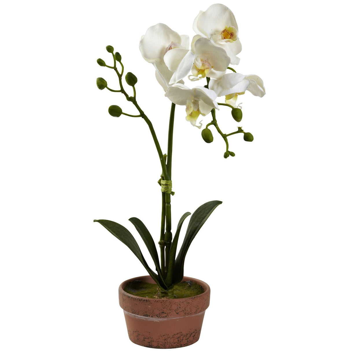 Phalaenopsis Orchid w/Clay Vase (Set of 4)-Parc Decor