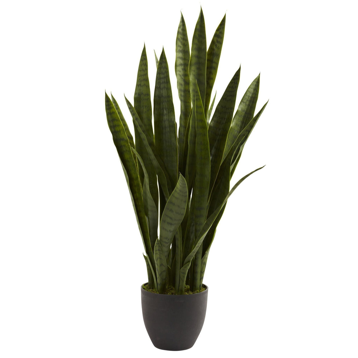 Sansevieria w/Black Planter-Parc Decor