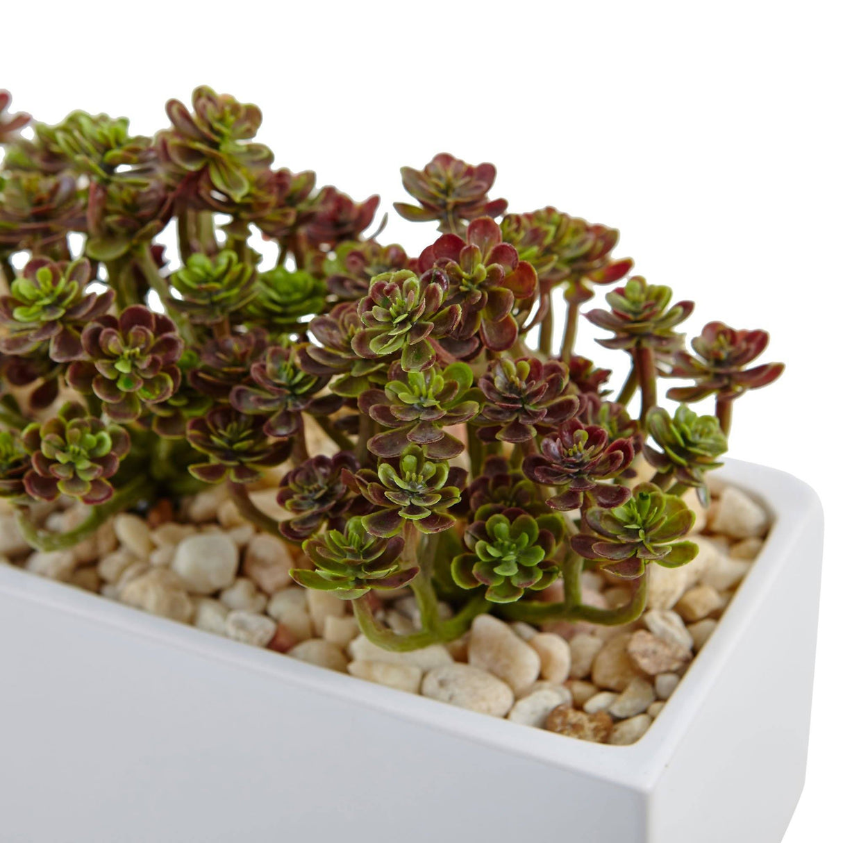Sedum in Rectangular Planter-Parc Decor