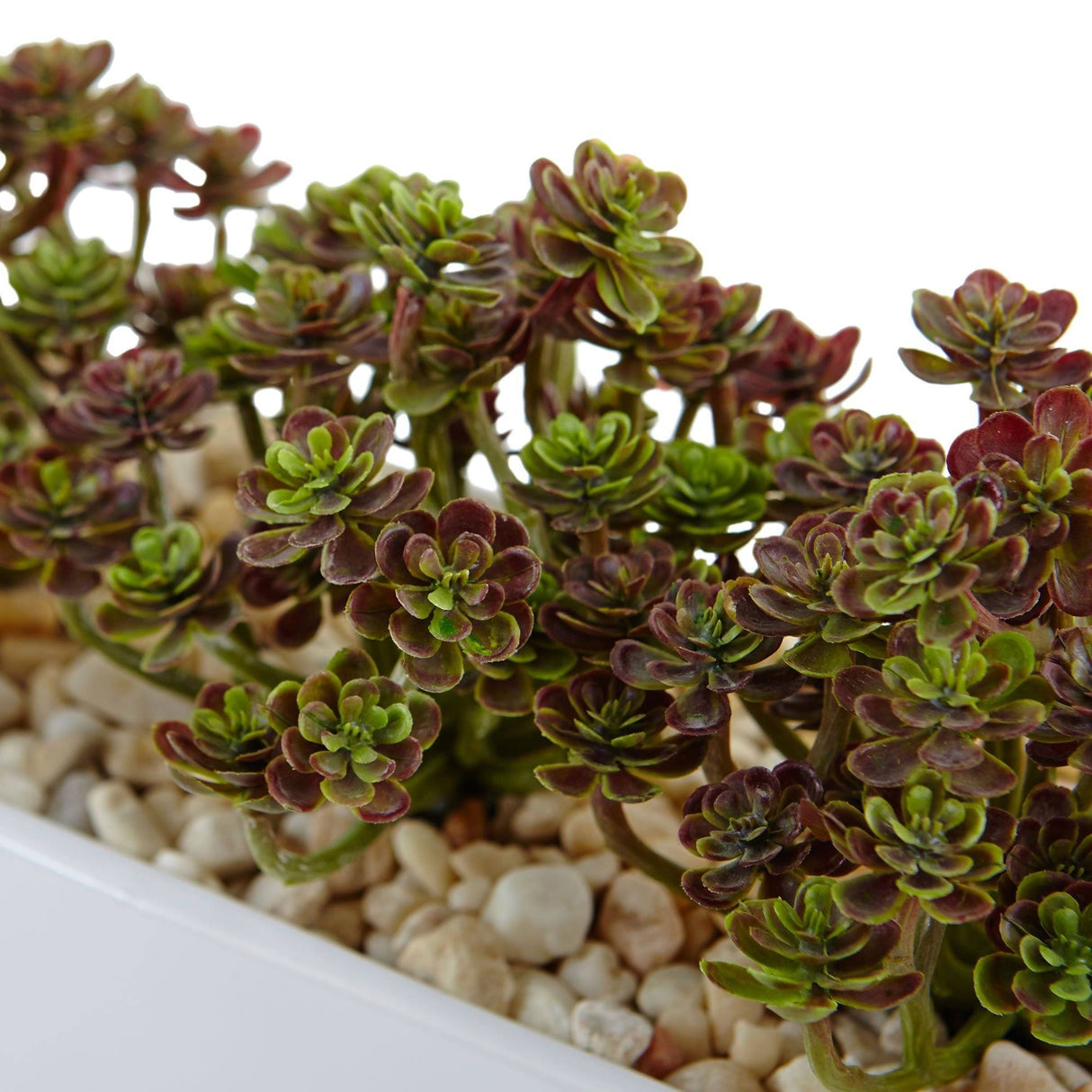 Sedum in Rectangular Planter-Parc Decor