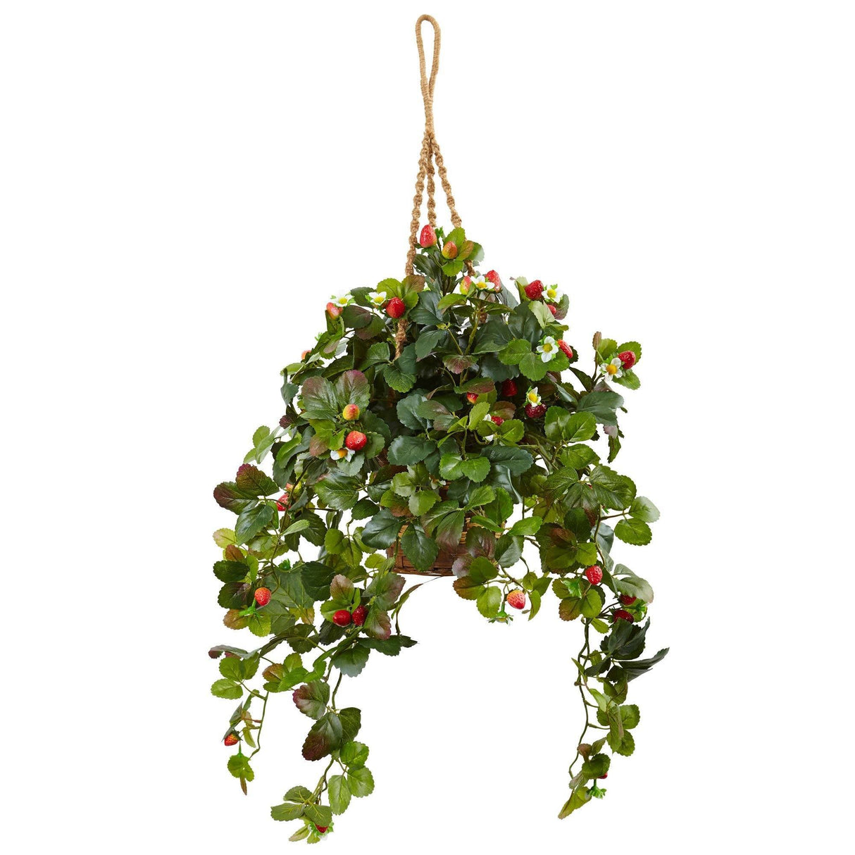 Strawberry Bush in Hanging Basket-Parc Decor