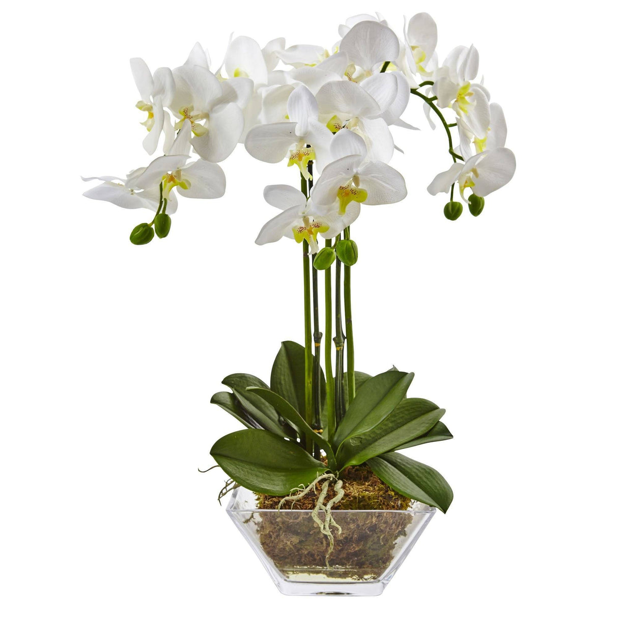 Triple Phalaenopsis Orchid in Glass Vase-Parc Decor