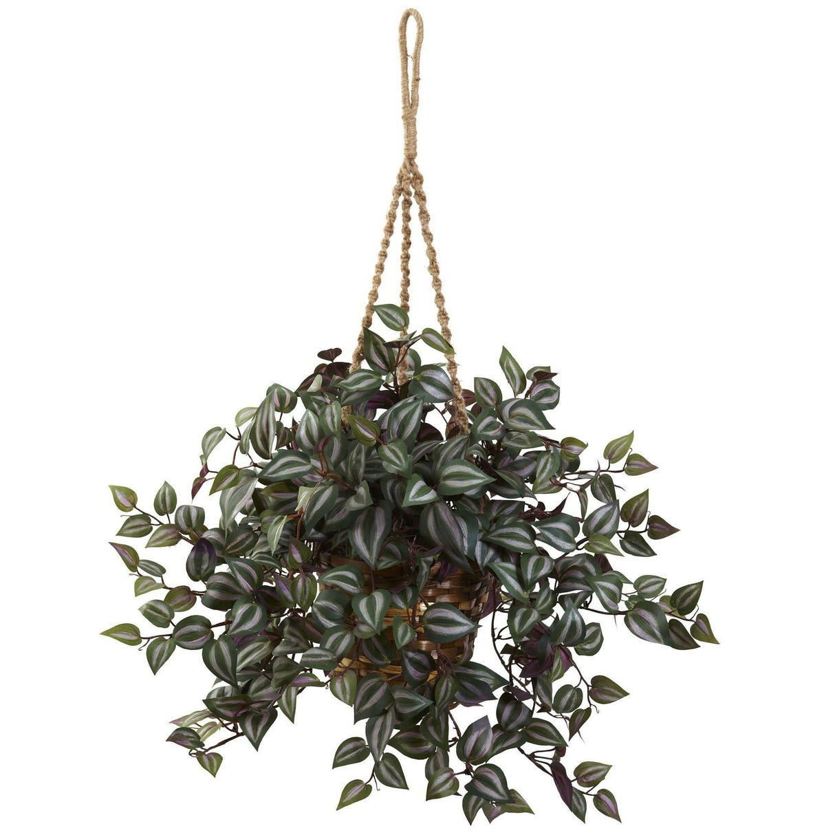 Wandering Jew Hanging Basket-Parc Decor