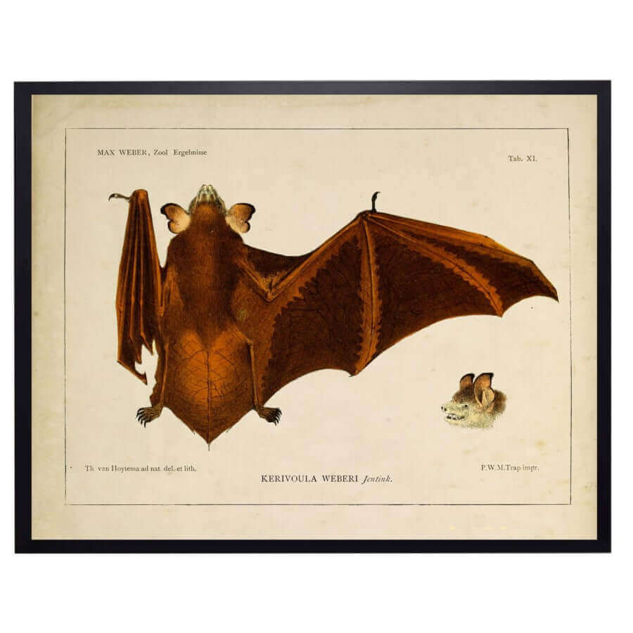 Antique Book Bat Illustration in Black Shadowbox Frame-Art-Parc Decor