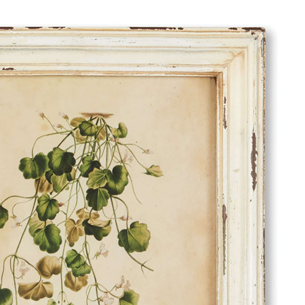 Antique Botanical Flower Prints in Distressed White Frames (Set of 12)-Artwork-Parc Decor