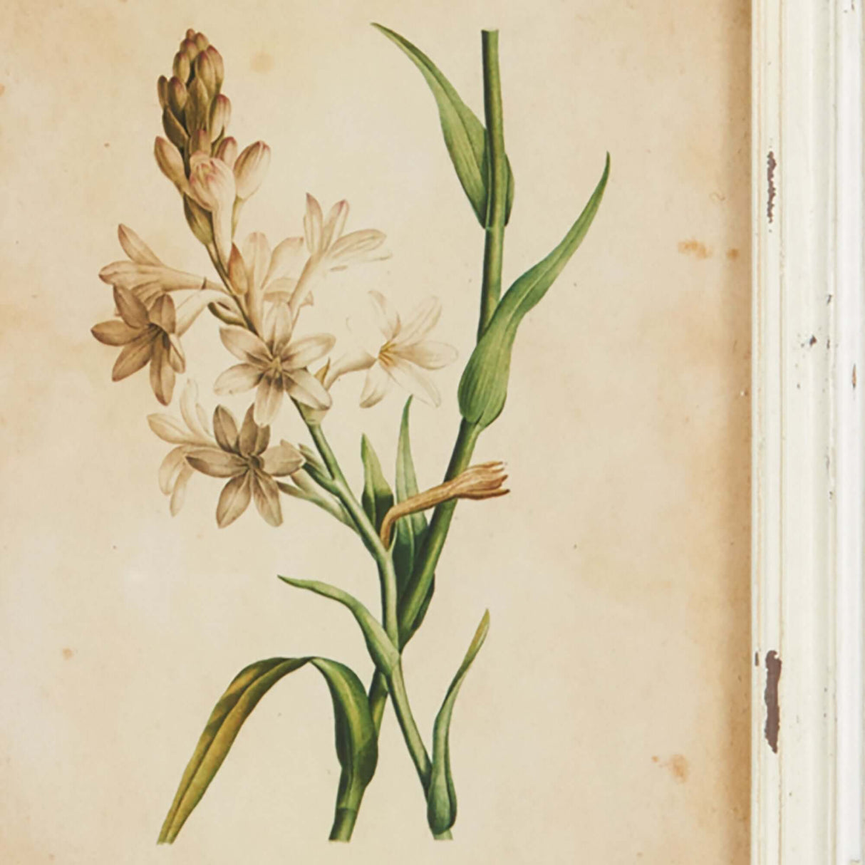 Antique Botanical Flower Prints in Distressed White Frames (Set of 12)-Artwork-Parc Decor