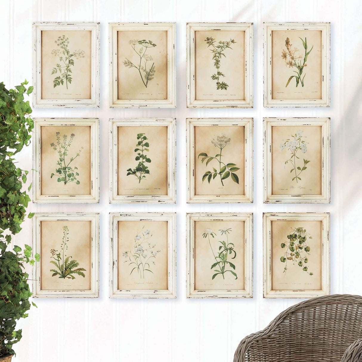 Antique Botanical Flower Prints in Distressed White Frames (Set of 12)-Artwork-Parc Decor