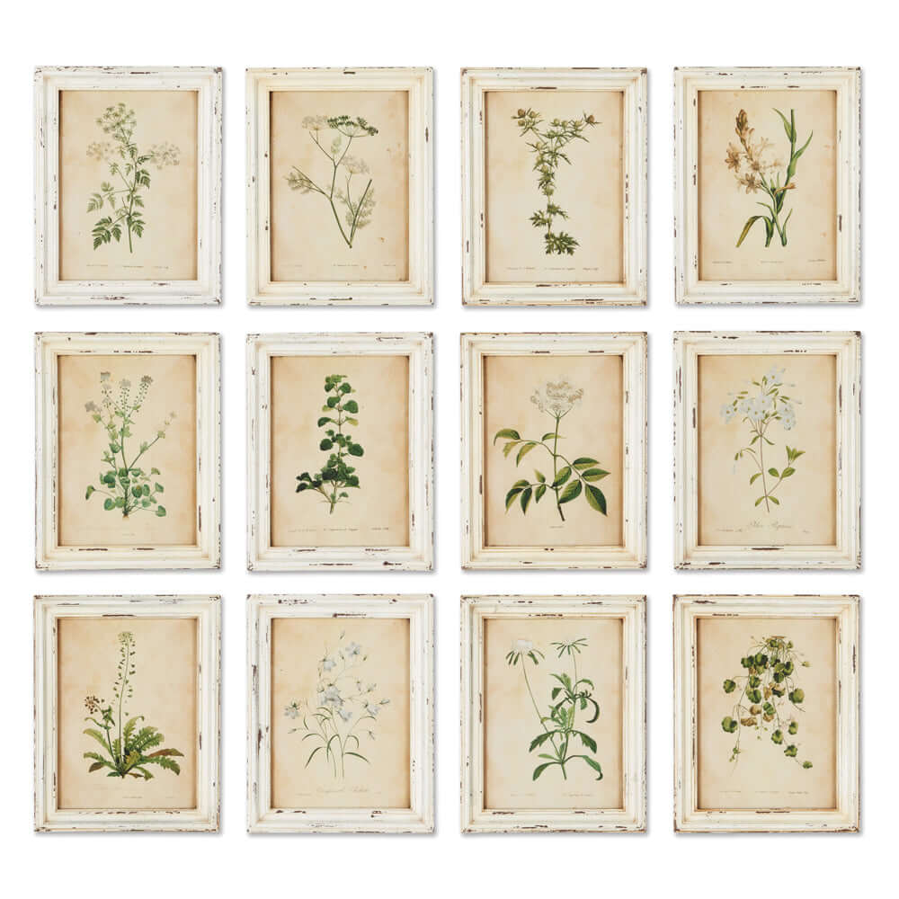 Antique Botanical Flower Prints in Distressed White Frames (Set of 12)-Artwork-Parc Decor