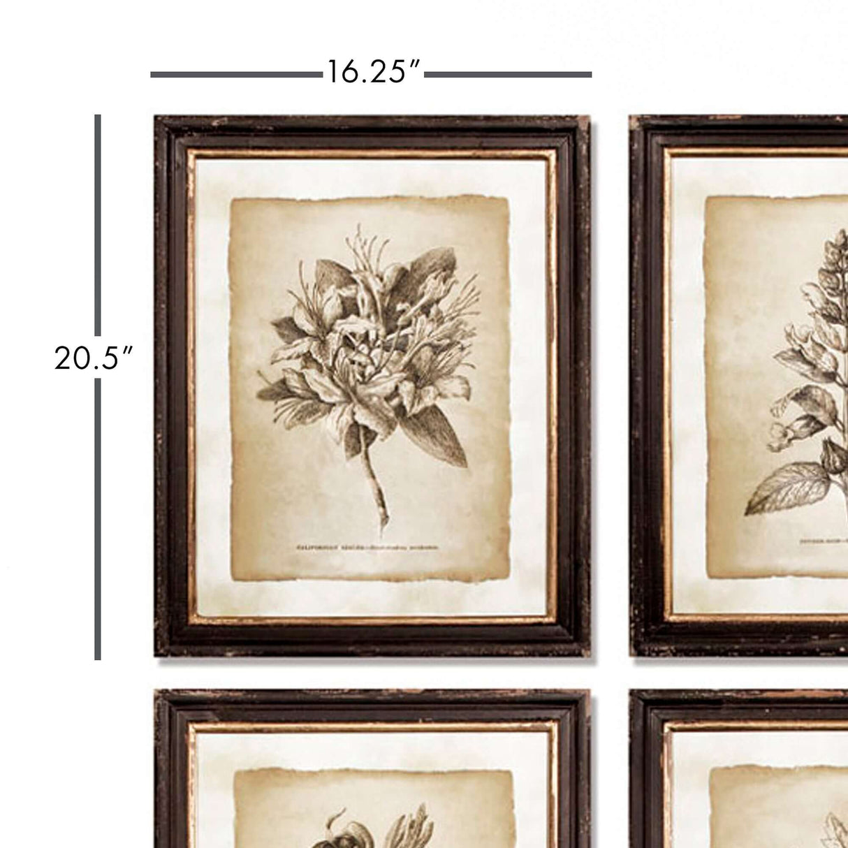 Antique Botanical Illustrations in Wood Frames (Set of 6)-Artwork-Parc Decor