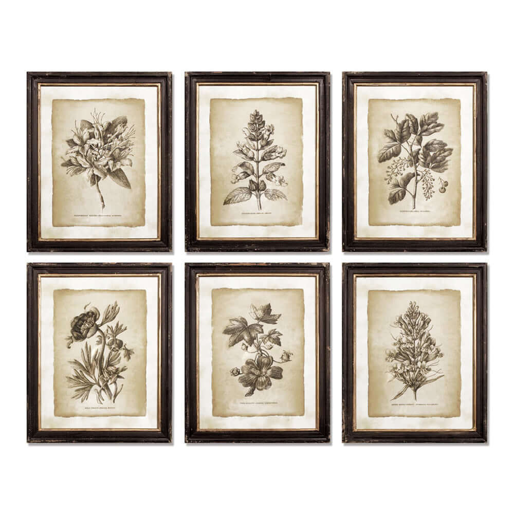 Antique Botanical Illustrations in Wood Frames (Set of 6)-Artwork-Parc Decor
