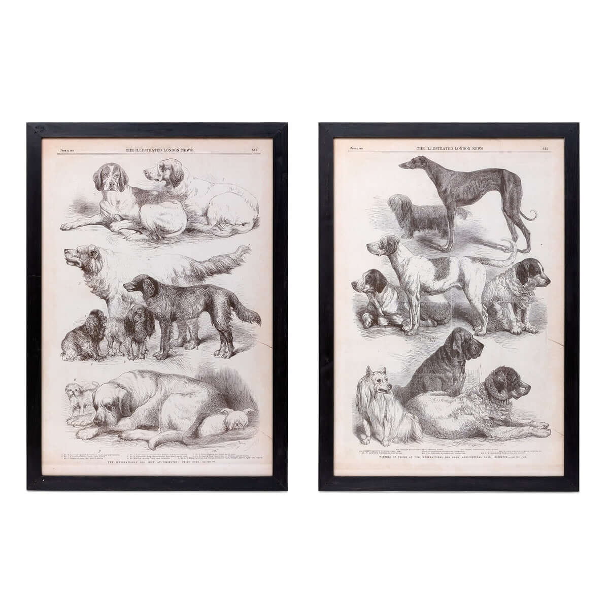 Antique Dog Art Prints in Black Wood Frames (Set of 2)-Wall Art-Parc Decor