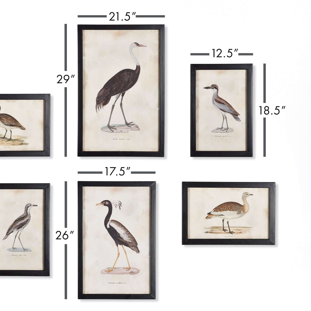 Antique Framed Ornithology Bird Prints (Set of 6)-Artwork-Parc Decor