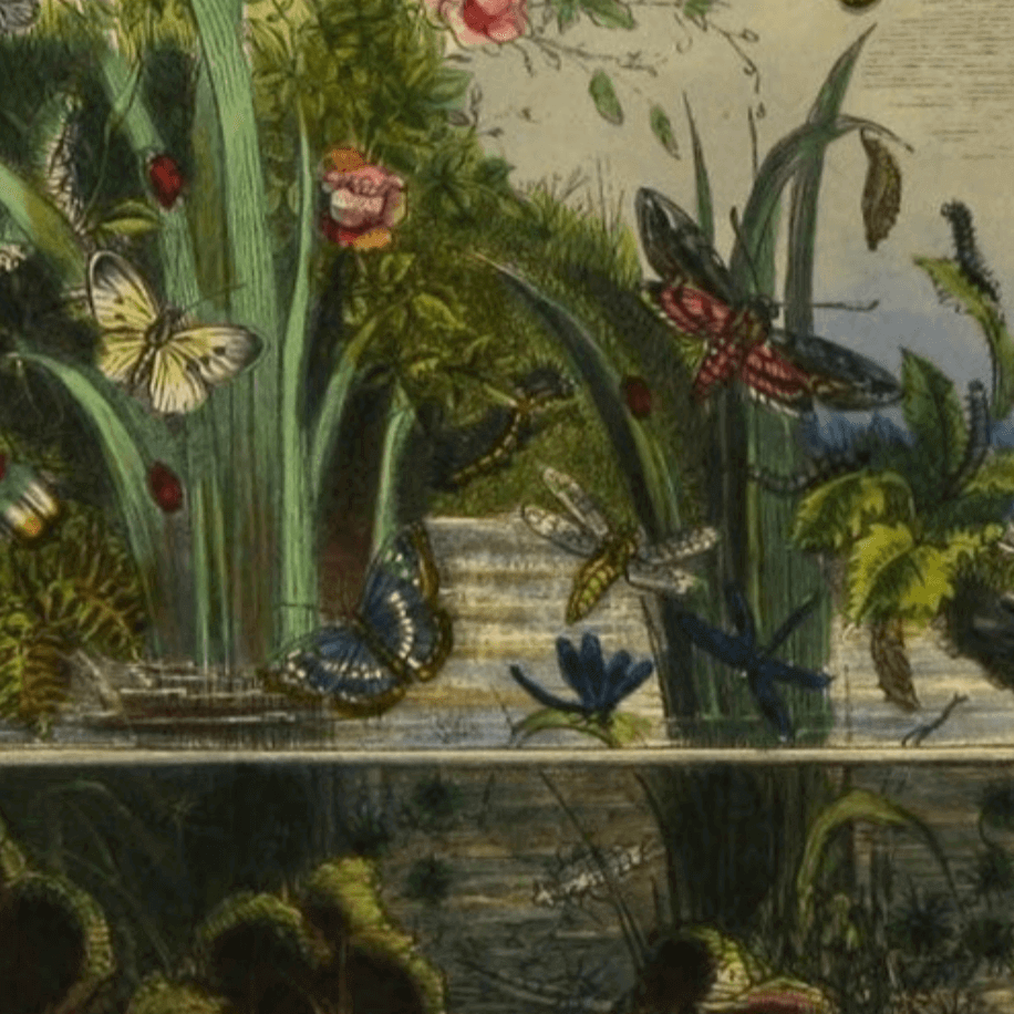 Butterfly Vivarium Vintage Bookplate Print in Black Frame-Art-Parc Decor