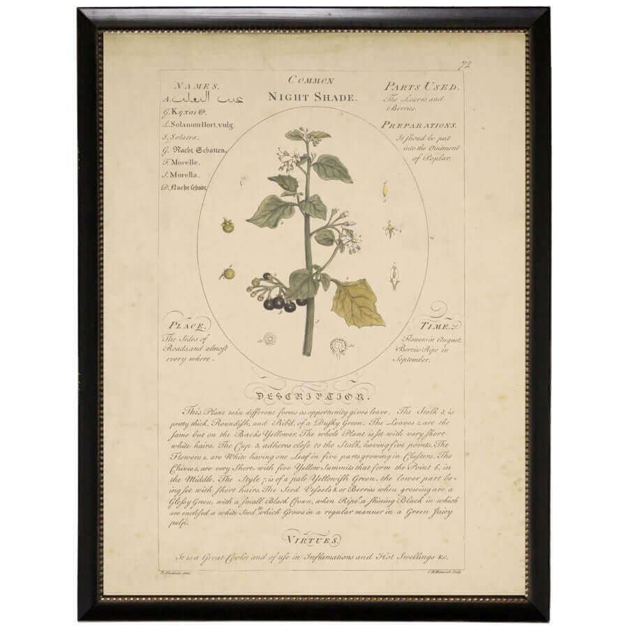 Night Shade Botanical Study Print in Black Beaded Frame-Art-Parc Decor