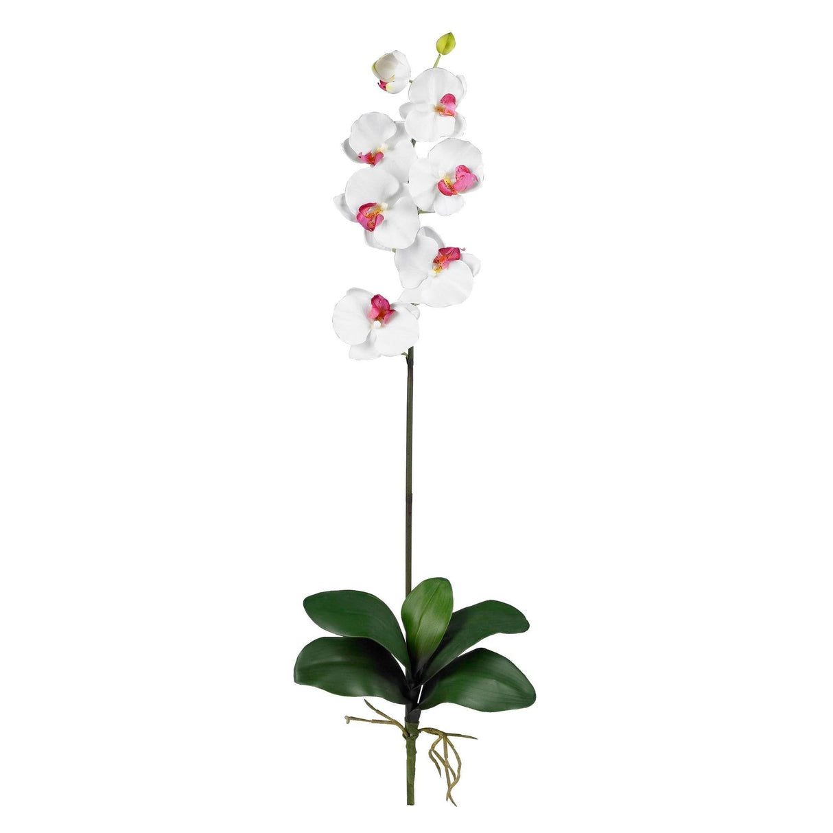 Phalaenopsis Stem (Set of 12)-Stem-Parc Decor