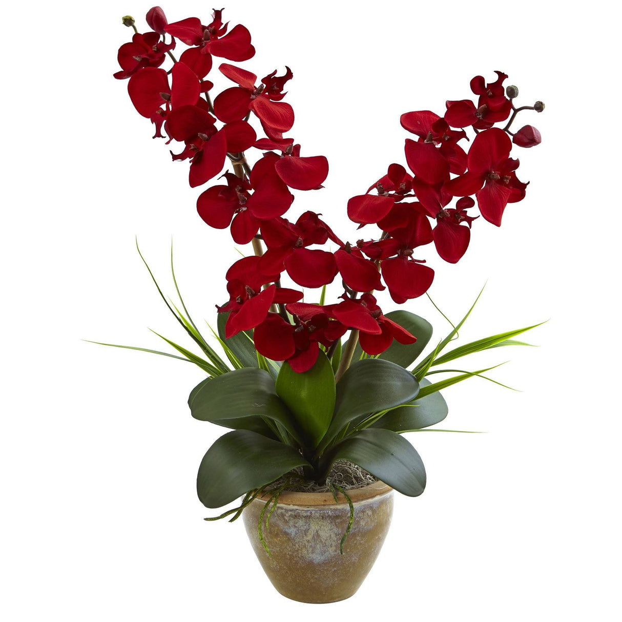 Seasonal Double Phalaenopsis Orchid Arrangement-Arrangement-Parc Decor