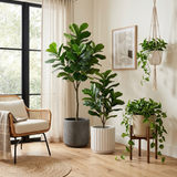 PLANTS & PLANTERS