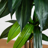 10’ Artificial Dracaena Tree with Real Touch Leaves-Tree-Parc Decor