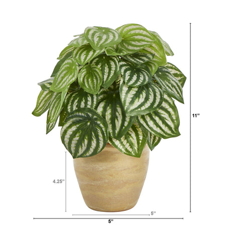 11” Watermelon Peperomia Artificial Plant in Ceramic Planter (Real Touch)-Parc Decor