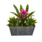 11” Bromeliad and Agave Plant in Black Tin Planter-Plant in Planter-Parc Decor