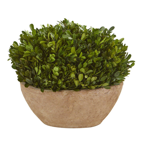 12” Boxwood Preserved Plant in Oval Planter-Parc Decor