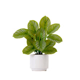 12" Artificial Calathea Plant with Decorative Planter-Plant in Planter-Parc Decor