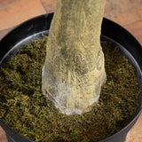 13’ Artificial Fiddle Leaf Fig Tree-Tree-Parc Decor