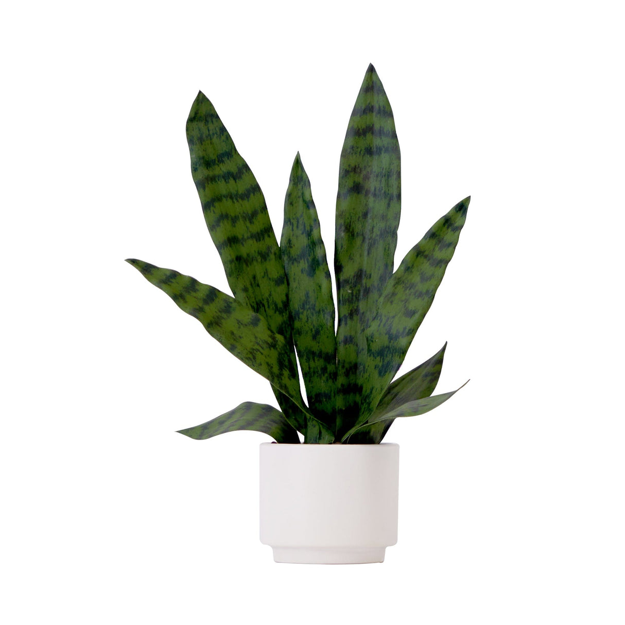 16" Artificial Sansevieria Snake Plant with Decorative Planter-Plant in Planter-Parc Decor