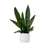 16" Artificial Sansevieria Snake Plant with Decorative Planter-Plant in Planter-Parc Decor