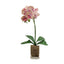 20” Orchid Phalaenopsis in vase
