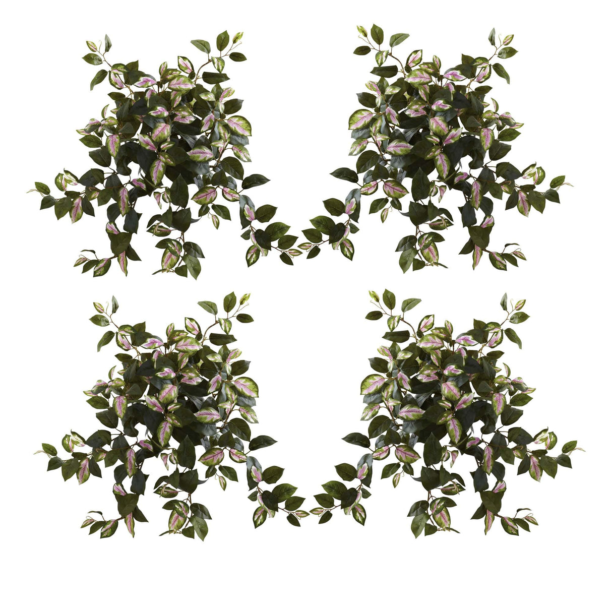 21” Hoya Hanging Bush (Set of 4)-Plant-Parc Decor